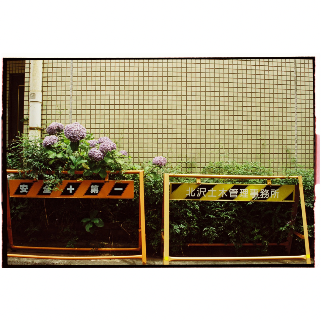 Flowers with a barricade