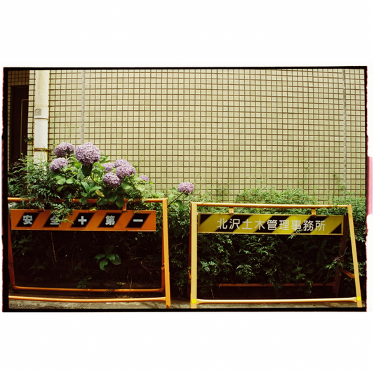 Flowers with a barricade