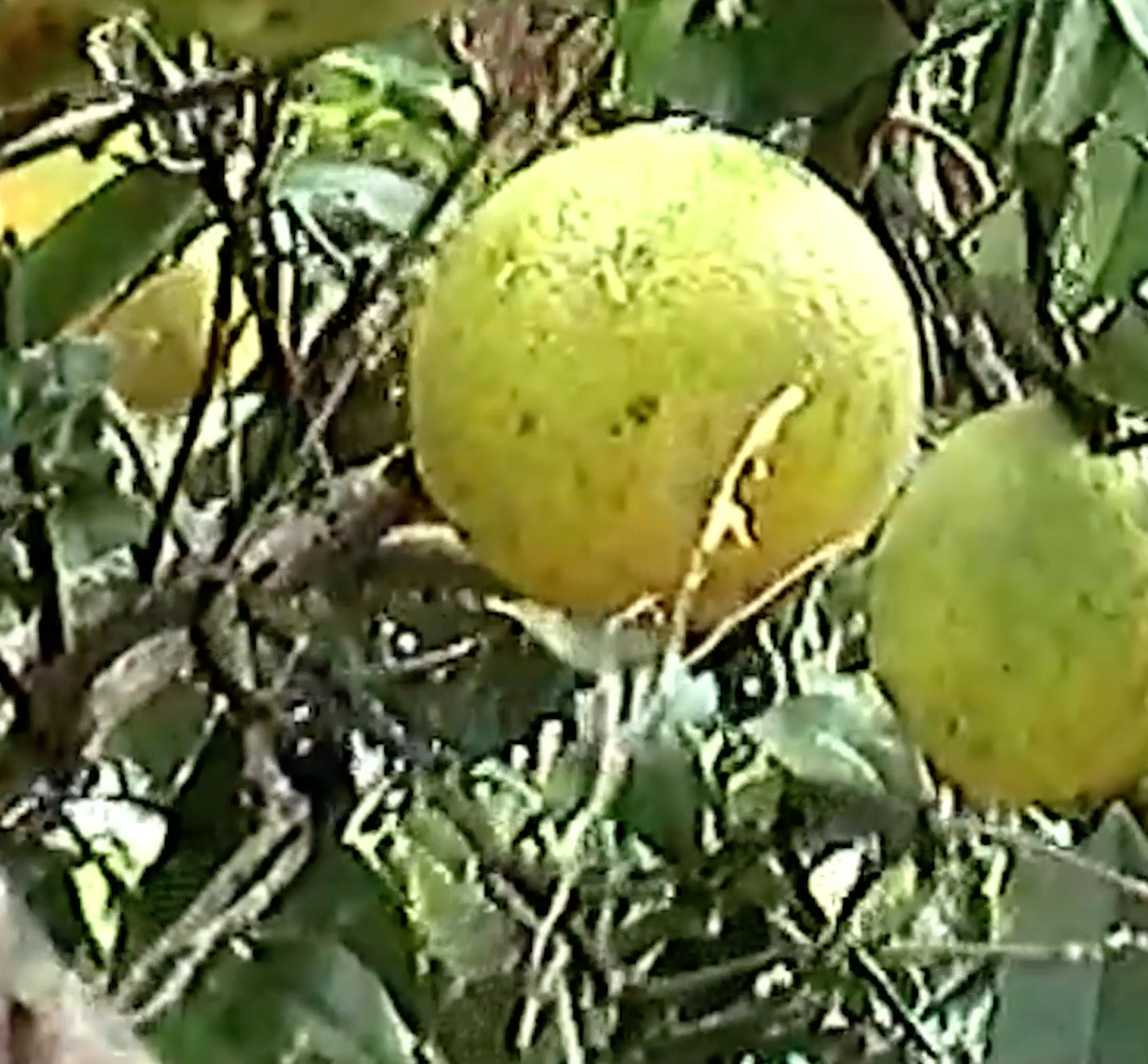 lemons in tree