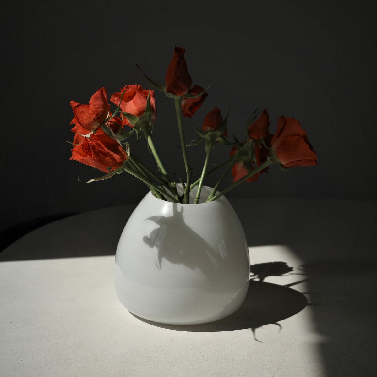 A glossy white vase holding several red rose buds and stems, placed on a white surface against a dark gray background with dramatic side lighting and shadows.