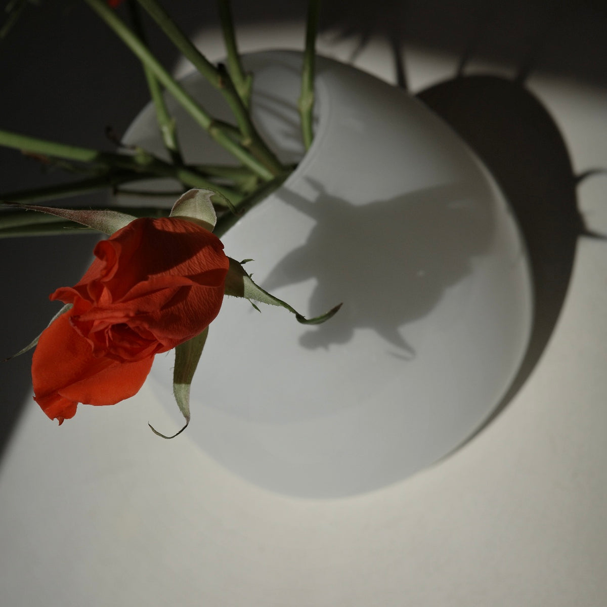 A single red rose stem with green leaves and stems, arranged inside a matte white vase against a dark background with dramatic shadows.
